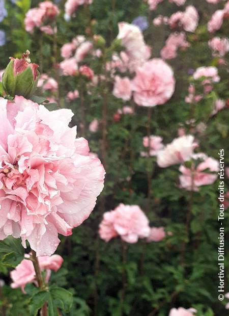 © Hortival Diffusion - Tous droits réservés