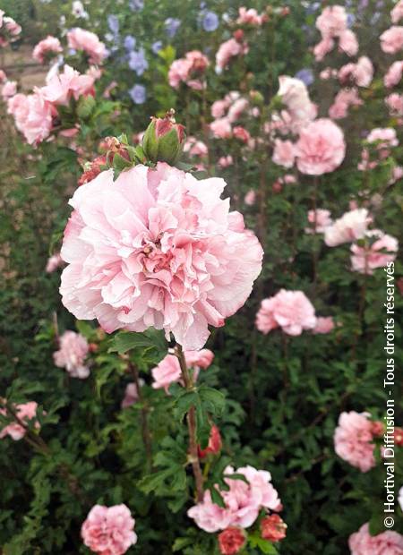 © Hortival Diffusion - Tous droits réservés