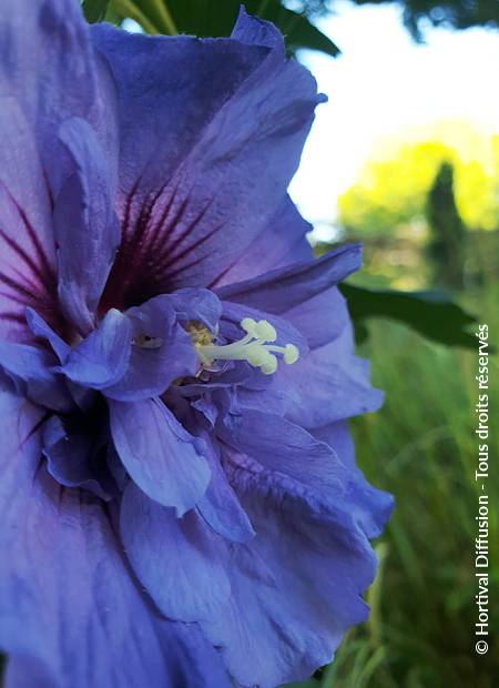 © Hortival Diffusion - Tous droits réservés