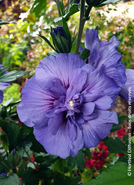 © Hortival Diffusion - Tous droits réservés