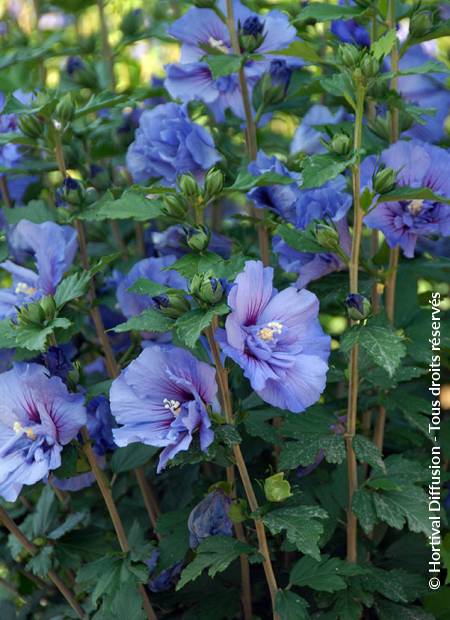 © Hortival Diffusion - Tous droits réservés