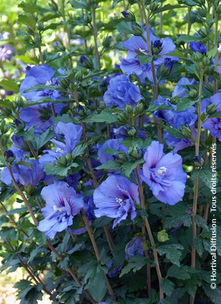 © Hortival Diffusion - Tous droits réservés