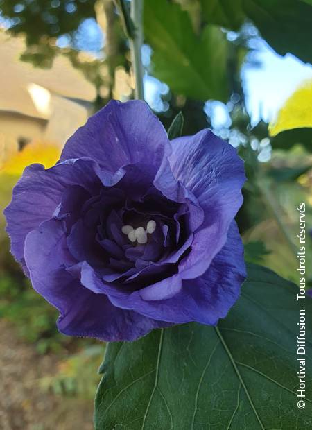 © Hortival Diffusion - Tous droits réservés