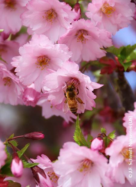 © J.F. Schmidt Nurseries (US)