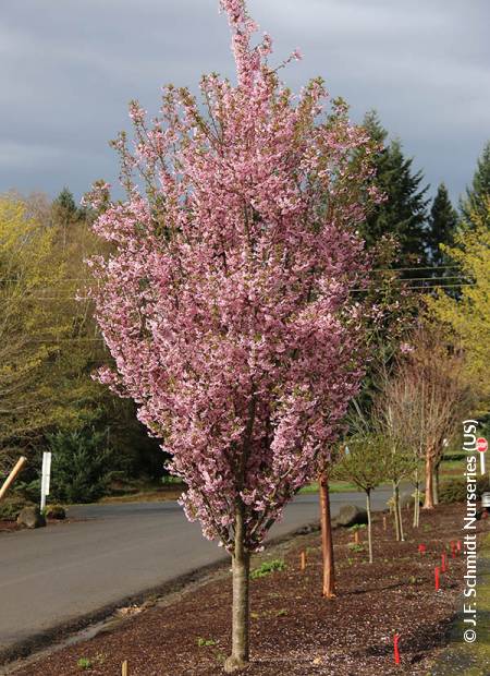 © J.F. Schmidt Nurseries (US)