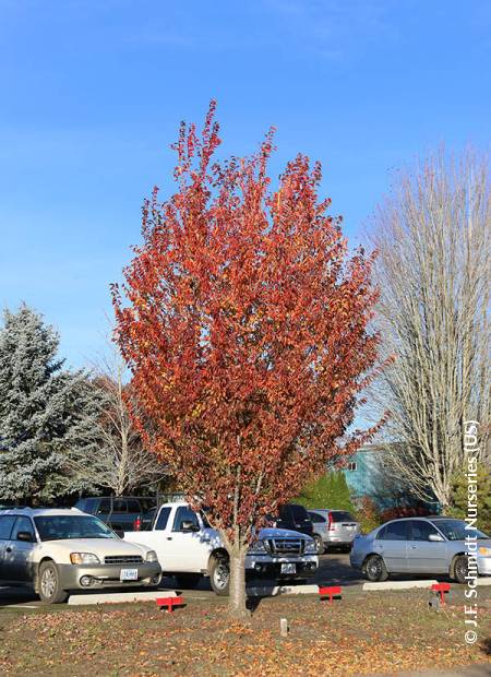 © J.F. Schmidt Nurseries (US)