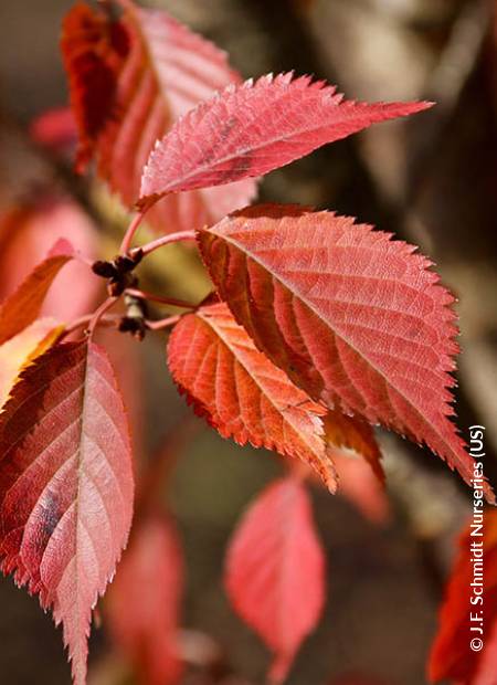 © J.F. Schmidt Nurseries (US)