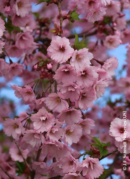 © J.F. Schmidt Nurseries (US)