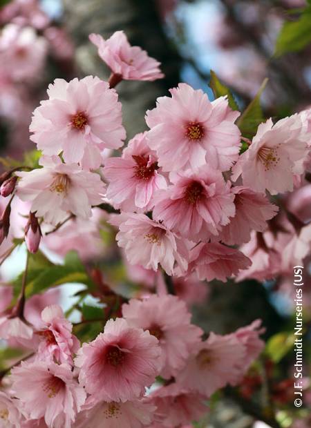 © J.F. Schmidt Nurseries (US)