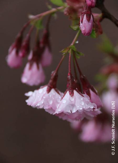 © J.F. Schmidt Nurseries (US)