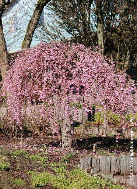 © J.F. Schmidt Nurseries (US)