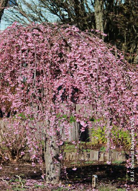 © J.F. Schmidt Nurseries (US)