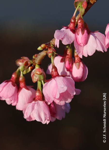 © J.F. Schmidt Nurseries (US)