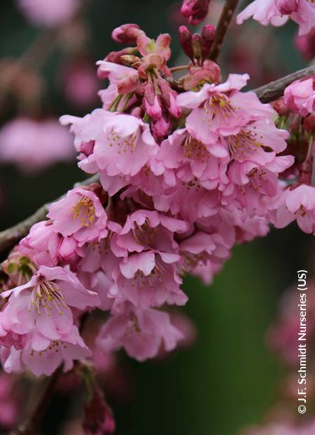 © J.F. Schmidt Nurseries (US)