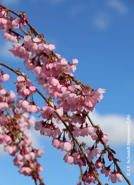 © J.F. Schmidt Nurseries (US)