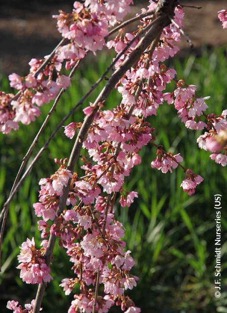 © J.F. Schmidt Nurseries (US)