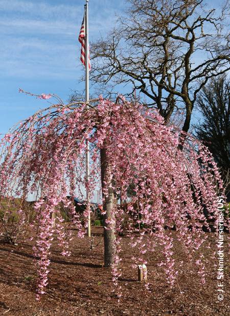 © J.F. Schmidt Nurseries (US)