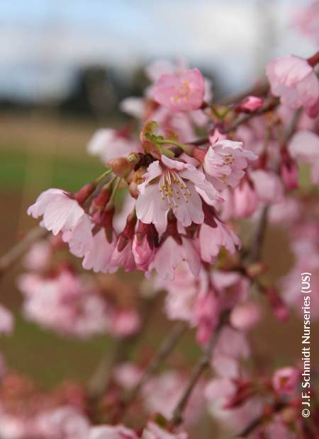 © J.F. Schmidt Nurseries (US)