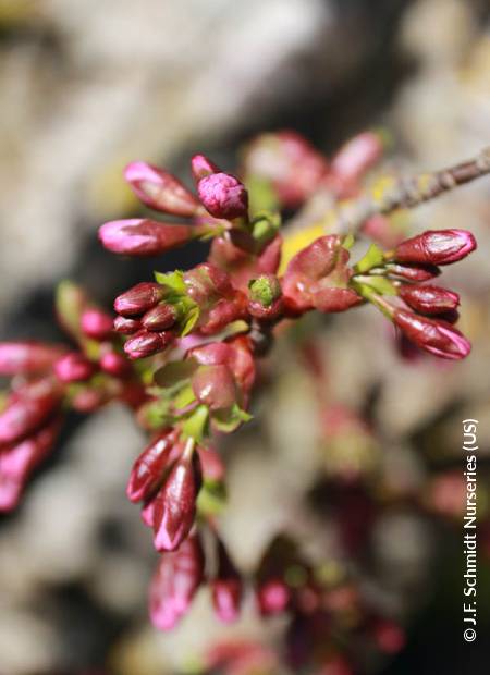 © J.F. Schmidt Nurseries (US)