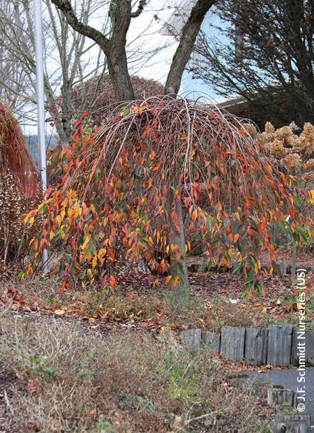 © J.F. Schmidt Nurseries (US)