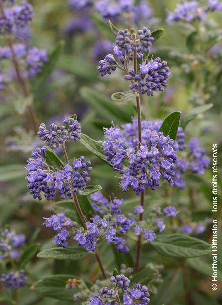 © Hortival Diffusion - Tous droits réservés