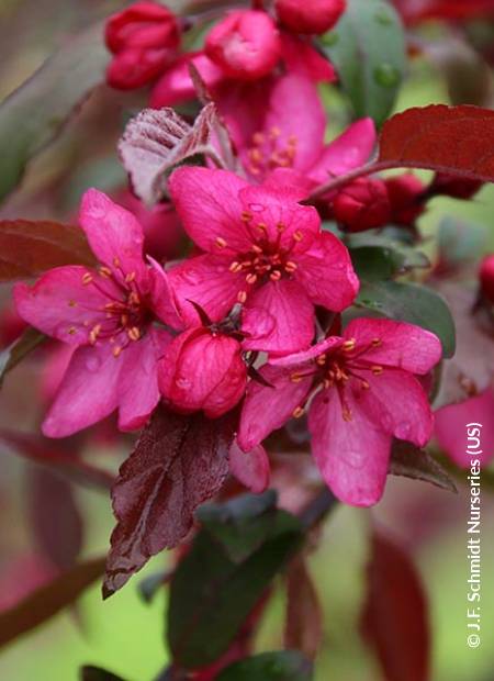 MALUS x ROYAL RAINDROPS (R) 'JFSKW5' cov | Minier Solution Pro