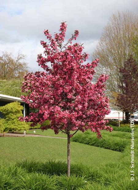 © J.F. Schmidt Nurseries (US)