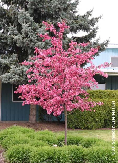 © J.F. Schmidt Nurseries (US)