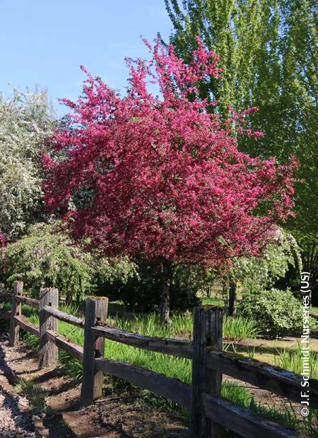 © J.F. Schmidt Nurseries (US)