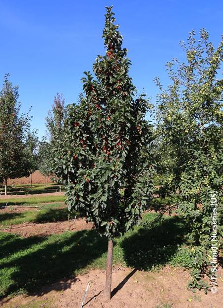 © J.F. Schmidt Nurseries (US)