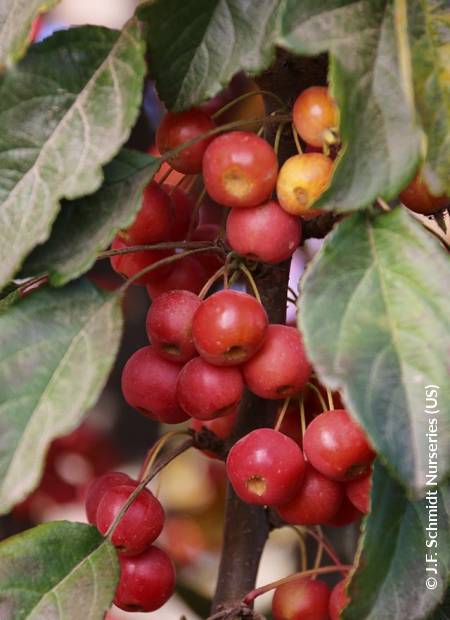 © J.F. Schmidt Nurseries (US)