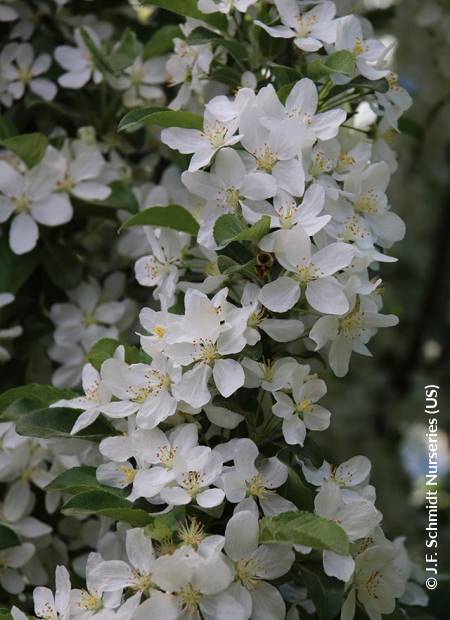 © J.F. Schmidt Nurseries (US)