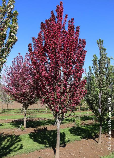 © J.F. Schmidt Nurseries (US)