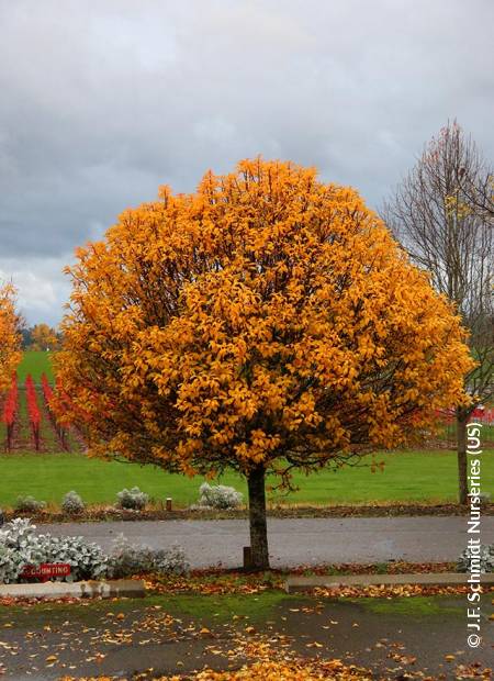 © J.F. Schmidt Nurseries (US)