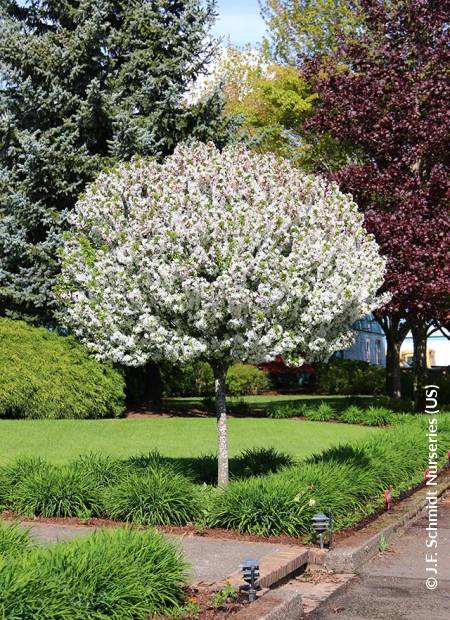 © J.F. Schmidt Nurseries (US)