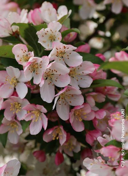 © J.F. Schmidt Nurseries (US)