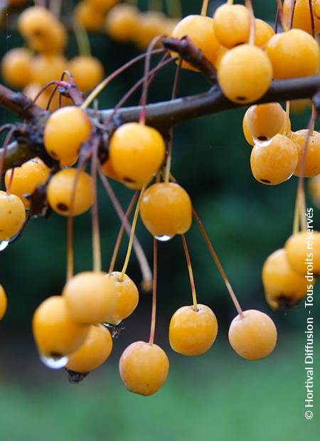 © Hortival Diffusion - Tous droits réservés