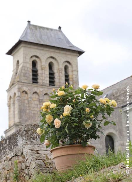 © Hortival Diffusion - Tous droits réservés