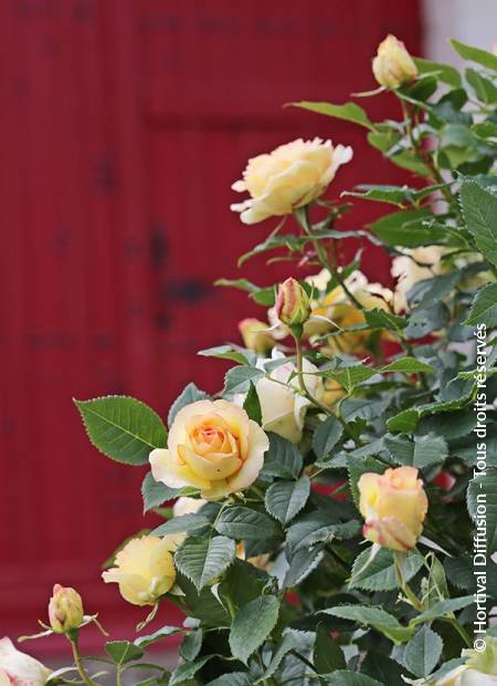 © Hortival Diffusion - Tous droits réservés