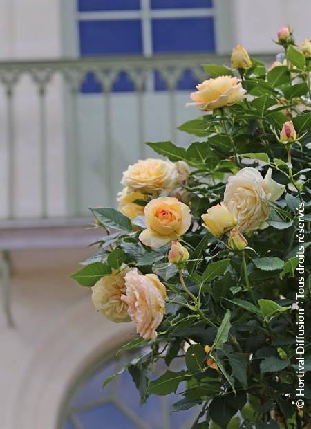 © Hortival Diffusion - Tous droits réservés