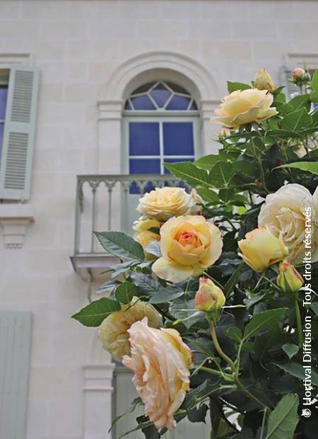 © Hortival Diffusion - Tous droits réservés