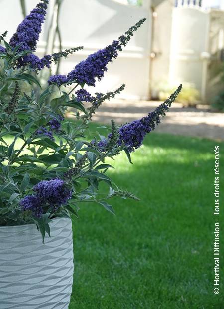 © Hortival Diffusion - Tous droits réservés