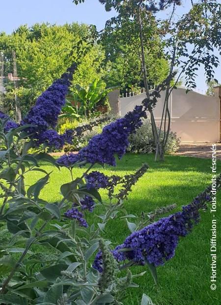 © Hortival Diffusion - Tous droits réservés