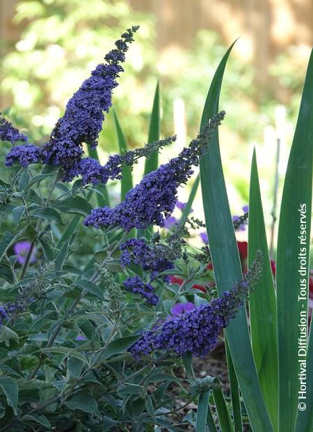 © Hortival Diffusion - Tous droits réservés