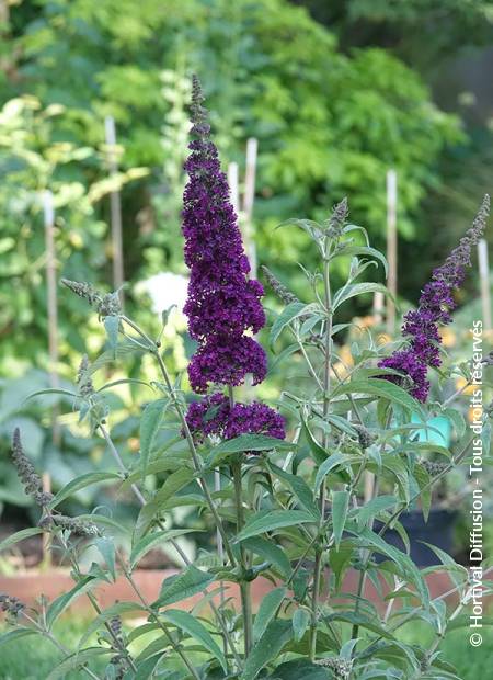 © Hortival Diffusion - Tous droits réservés