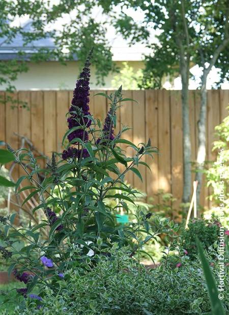 © Hortival Diffusion - Tous droits réservés