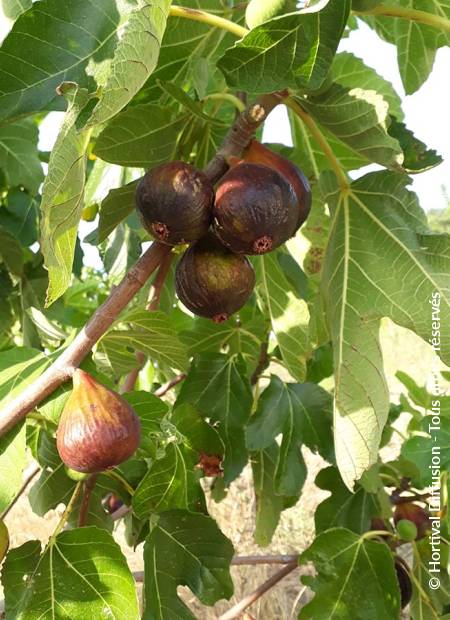 © Hortival Diffusion - Tous droits réservés