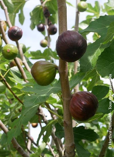 © Hortival Diffusion - Tous droits réservés