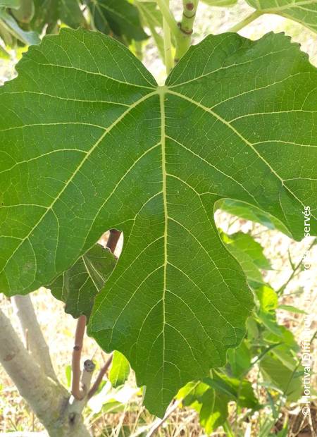 © Hortival Diffusion - Tous droits réservés