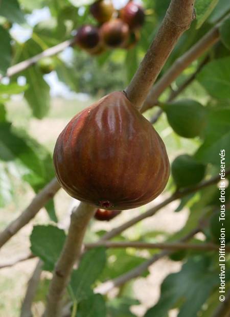 © Hortival Diffusion - Tous droits réservés